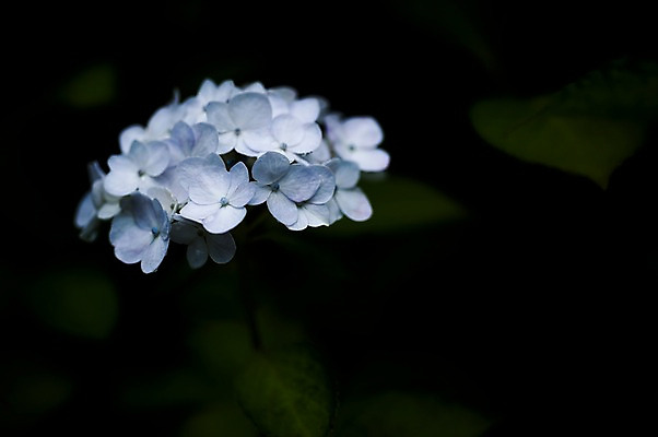 포토 JPG 식물 꽃 여러송이 자연 근접촬영 사람없음 아웃포커스 수국 국내포토 뷰포인트 다수 촬영기법 생태계 파일형식
