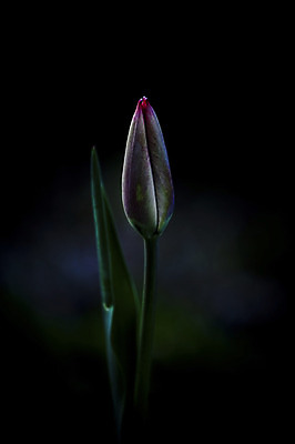 포토 JPG 식물 꽃 잎 자연 근접촬영 사람없음 아웃포커스 국내포토 뷰포인트 촬영기법 생태계 파일형식