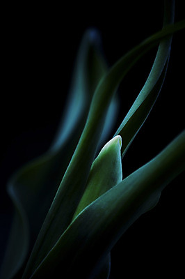 포토 JPG 식물 컬러 잎 자연 근접촬영 사람없음 아웃포커스 초록색 국내포토 뷰포인트 촬영기법 생태계 파일형식