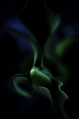 포토 JPG 식물 컬러 잎 자연 근접촬영 사람없음 아웃포커스 초록색 국내포토 뷰포인트 촬영기법 생태계 파일형식