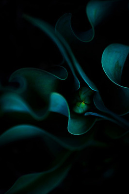 포토 JPG 식물 컬러 잎 자연 근접촬영 사람없음 아웃포커스 초록색 국내포토 뷰포인트 촬영기법 생태계 파일형식