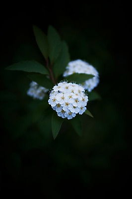 포토 JPG 주간 식물 꽃 컬러 여러송이 잎 자연 사람없음 야외 아웃포커스 흰색 국내포토 자연요소 다수 촬영기법 생태계 파일형식