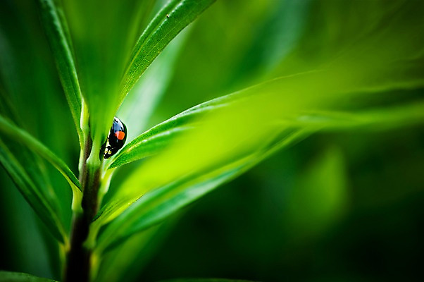 포토 JPG 주간 식물 동물 한마리 곤충 잎 자연 근접촬영 사람없음 야외 아웃포커스 풀잎 무당벌레 국내포토 자연요소 1 뷰포인트 촬영기법 풀_식물 생태계 파일형식