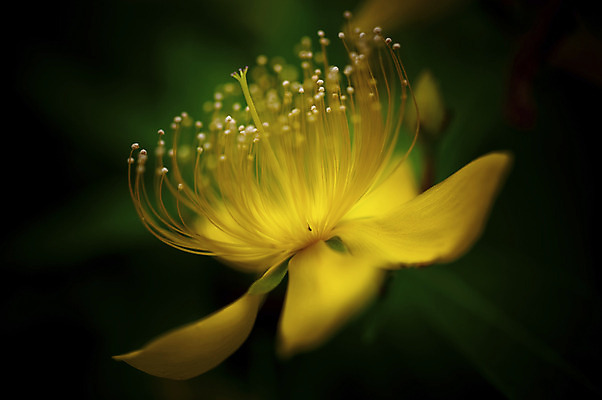 포토 JPG 식물 꽃잎 꽃 컬러 한송이 자연 근접촬영 사람없음 아웃포커스 노란색 꽃술_꽃 암술 국내포토 1 뷰포인트 촬영기법 생태계 송이 파일형식