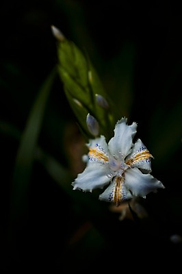 포토 JPG 식물 꽃 한송이 자연 근접촬영 사람없음 아웃포커스 시들음 국내포토 1 뷰포인트 촬영기법 생태계 송이 파일형식