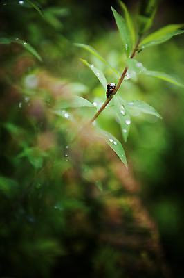 포토 JPG 주간 식물 동물 곤충 잎 두마리 자연 사람없음 야외 아웃포커스 물방울 풀잎 벌레 무당벌레 국내포토 자연요소 2 촬영기법 풀_식물 생태계 파일형식