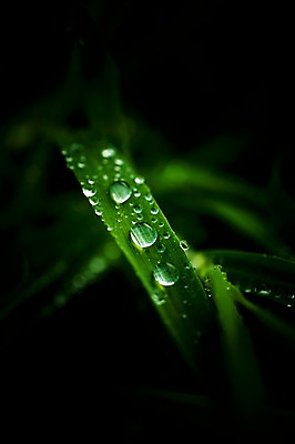 포토 JPG 주간 식물 컬러 잎 자연 근접촬영 사람없음 야외 아웃포커스 초록색 촉촉함 물방울 풀 풀잎 이슬 국내포토 자연요소 뷰포인트 촬영기법 젖음 풀_식물 생태계 파일형식