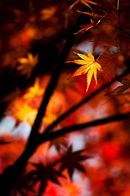 포토 JPG 주간 식물 계절 단풍 잎 자연 단풍나무 나뭇잎 사람없음 야외 아웃포커스 햇빛 가을풍경 가을 나뭇가지 국내포토 자연요소 나무 촬영기법 풍경 태양 생태계 파일형식 가을_계절