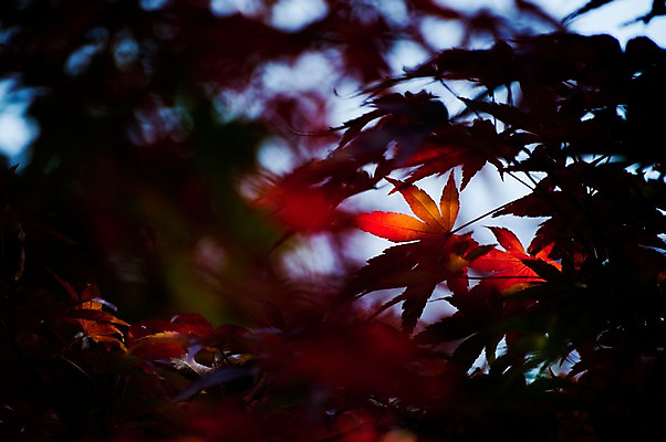 포토 JPG 주간 식물 계절 실루엣 단풍 잎 자연 나뭇잎 사람없음 야외 아웃포커스 가을풍경 가을 국내포토 자연요소 촬영기법 풍경 생태계 파일형식 가을_계절