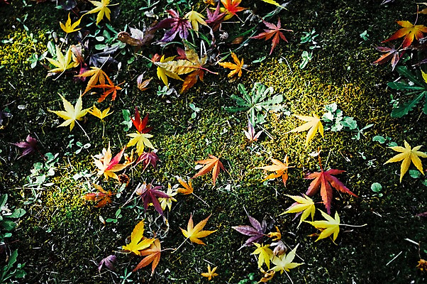 포토 JPG 주간 식물 계절 백그라운드 단풍 낙엽 잎 자연 나뭇잎 이끼 사람없음 야외 햇빛 가을풍경 가을 풀 국내포토 자연요소 풍경 태양 생태계 파일형식 가을_계절