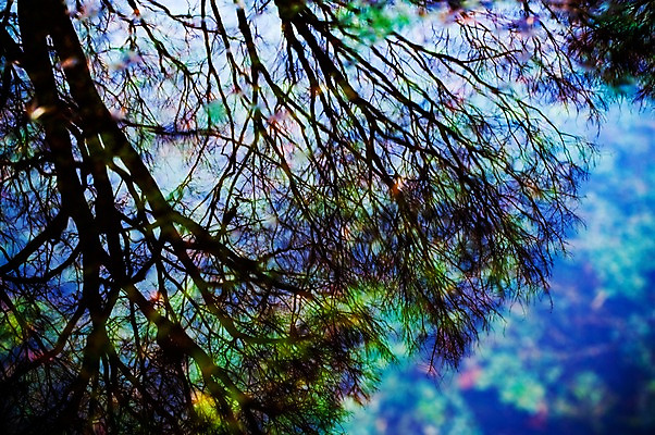 포토 JPG 주간 나무 식물 실루엣 자연 풍경 사람없음 야외 아웃포커스 나뭇가지 숲 국내포토 자연요소 촬영기법 생태계 파일형식