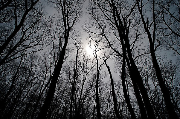 포토 JPG 주간 나무 식물 실루엣 자연 풍경 사람없음 야외 햇빛 숲속 숲 국내포토 자연요소 촬영기법 태양 생태계 파일형식