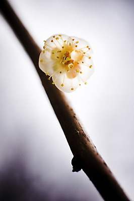 포토 JPG 주간 나무 식물 꽃 한송이 자연 꽃나무 근접촬영 사람없음 야외 아웃포커스 나뭇가지 꽃술_꽃 암술 국내포토 자연요소 1 뷰포인트 촬영기법 생태계 송이 파일형식