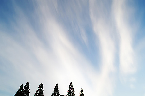 포토 JPG 주간 나무 식물 구름 백그라운드 자연 하늘 풍경 사람없음 야외 국내포토 자연요소 생태계 파일형식