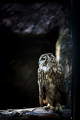 포토 JPG 주간 동물 한마리 야생동물 조류 사람없음 야외 아웃포커스 나뭇가지 부엉이 맹금류 국내포토 자연요소 나무 1 촬영기법 파일형식