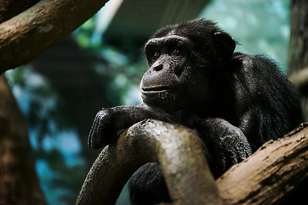 포토 JPG 주간 나무 동물 한마리 야생동물 포유류 사람없음 야외 아웃포커스 유인원 침팬지 국내포토 자연요소 식물 1 촬영기법 파일형식