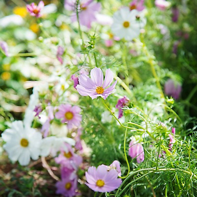 포토 JPG 주간 식물 계절 꽃 분홍색 컬러 여러송이 자연 가을꽃 사람없음 야외 아웃포커스 가을 흰색 코스모스 국내포토 자연요소 다수 촬영기법 생태계 파일형식 가을_계절