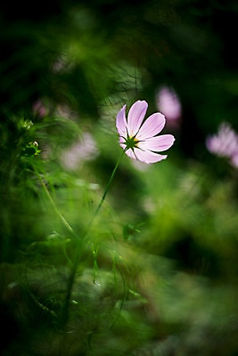 포토 JPG 주간 식물 계절 꽃 분홍색 컬러 한송이 자연 가을꽃 사람없음 야외 아웃포커스 가을 코스모스 국내포토 자연요소 1 촬영기법 생태계 송이 파일형식 가을_계절