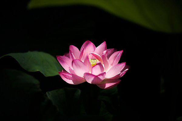 포토 JPG 식물 꽃 분홍색 컬러 잎 한송이 자연 연꽃 사람없음 야외 국내포토 1 생태계 송이 파일형식