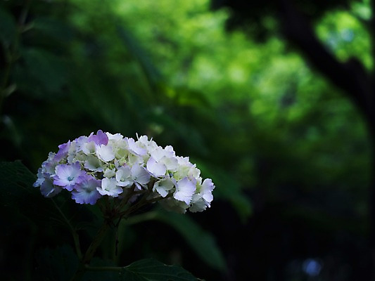 포토 JPG 주간 식물 꽃 여러송이 자연 사람없음 야외 아웃포커스 수국 국내포토 자연요소 다수 촬영기법 생태계 파일형식