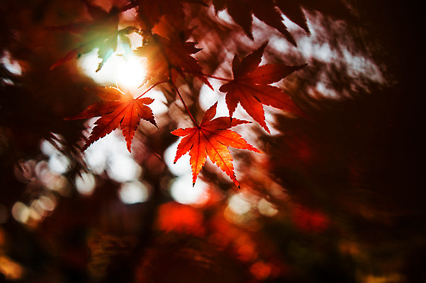 포토 JPG 주간 식물 계절 단풍 잎 자연 나뭇잎 사람없음 야외 아웃포커스 햇빛 가을풍경 가을 국내포토 자연요소 촬영기법 풍경 태양 생태계 파일형식 가을_계절