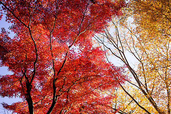 포토 JPG 주간 나무 식물 계절 단풍 자연 단풍나무 풍경 사람없음 야외 가을풍경 가을 국내포토 자연요소 잎 생태계 파일형식 가을_계절