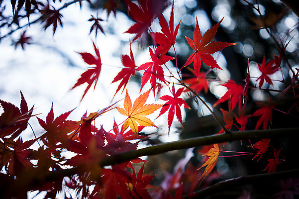 포토 JPG 주간 식물 계절 단풍 잎 자연 나뭇잎 사람없음 야외 아웃포커스 가을풍경 가을 나뭇가지 국내포토 자연요소 나무 촬영기법 풍경 생태계 파일형식 가을_계절