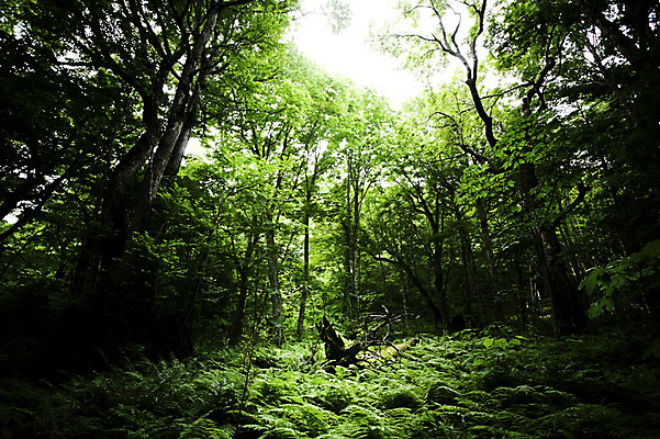 포토 JPG 주간 나무 식물 컬러 자연 풍경 사람없음 야외 초록색 풀 숲속 숲 국내포토 자연요소 생태계 파일형식