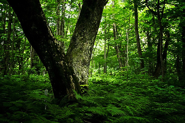 포토 JPG 주간 나무 식물 컬러 자연 풍경 사람없음 야외 초록색 풀 숲속 숲 국내포토 자연요소 생태계 파일형식