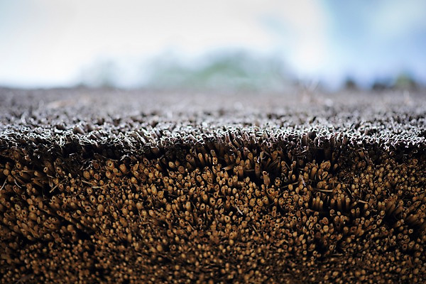 포토 JPG 식물 백그라운드 단면 근접촬영 사람없음 아웃포커스 풀 볏짚 국내포토 뷰포인트 촬영기법 짚 파일형식