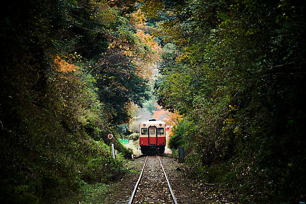 포토 JPG 주간 나무 식물 육상교통 교통수단 자연 풍경 사람없음 야외 기찻길 원근감 기차 숲 철도의날 국내포토 자연요소 뷰포인트 교통 대중교통 생태계 파일형식 법정기념일