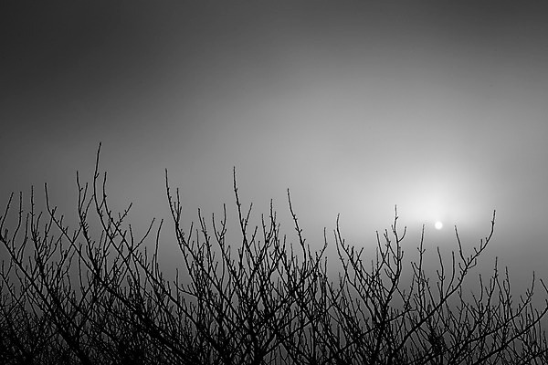 포토 JPG 나무 식물 자연 흑백 풍경 사람없음 야외 태양 나뭇가지 국내포토 자연요소 촬영기법 생태계 파일형식