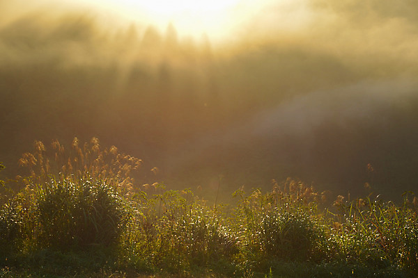 포토 JPG 주간 식물 자연 풍경 사람없음 야외 햇빛 일몰 풀 국내포토 자연요소 태양 노을 생태계 파일형식