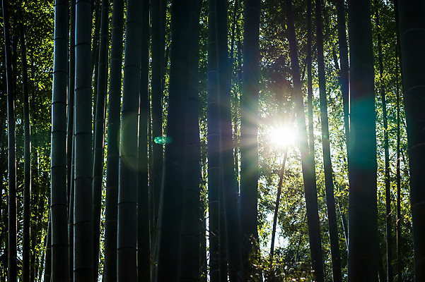 포토 JPG 주간 나무 식물 자연 풍경 사람없음 야외 햇빛 숲속 숲 대나무 대나무숲 국내포토 자연요소 태양 생태계 파일형식