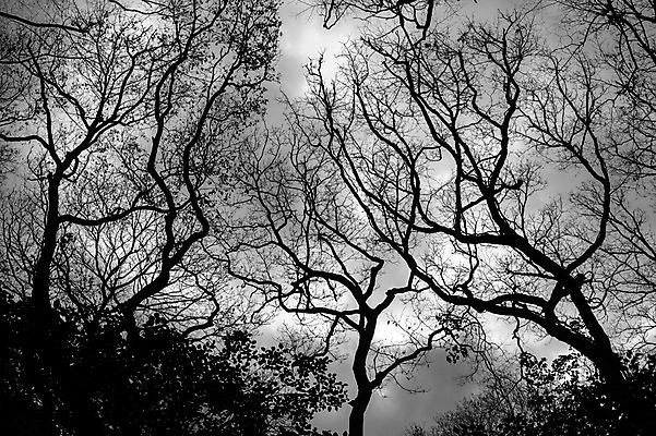 포토 JPG 주간 나무 식물 구름 실루엣 자연 하늘 흑백 풍경 사람없음 야외 국내포토 자연요소 촬영기법 생태계 파일형식