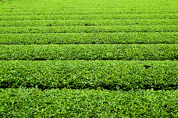 포토 JPG 주간 컬러 백그라운드 밭 자연 풍경 사람없음 야외 초록색 차밭 국내포토 자연요소 농업 생태계 파일형식