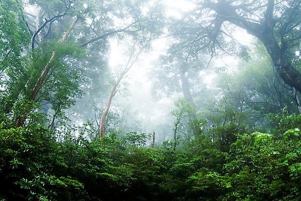 포토 JPG 주간 나무 식물 컬러 자연 풍경 사람없음 야외 초록색 숲속 숲 국내포토 자연요소 생태계 파일형식