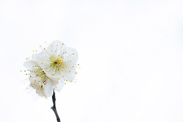 포토 JPG 주간 식물 꽃 컬러 자연 꽃나무 사람없음 야외 흰색 나뭇가지 꽃술_꽃 국내포토 자연요소 나무 생태계 파일형식