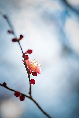 포토 JPG 주간 나무 식물 꽃 한송이 자연 꽃나무 근접촬영 사람없음 야외 아웃포커스 나뭇가지 국내포토 자연요소 1 뷰포인트 촬영기법 생태계 송이 파일형식