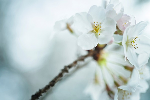 포토 JPG 주간 식물 계절 꽃 컬러 여러송이 봄꽃 자연 근접촬영 사람없음 야외 아웃포커스 봄 벚꽃 흰색 나뭇가지 국내포토 자연요소 나무 뷰포인트 다수 촬영기법 생태계 파일형식