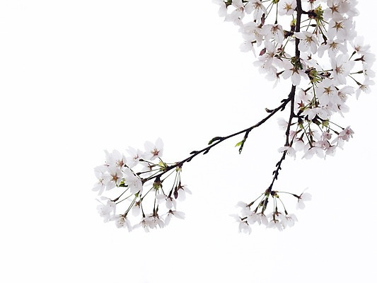 포토 JPG 주간 식물 계절 꽃 컬러 여러송이 봄꽃 자연 사람없음 야외 봄 벚꽃 흰색 나뭇가지 국내포토 자연요소 나무 다수 생태계 파일형식