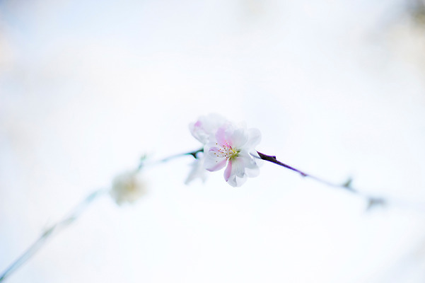 포토 JPG 주간 식물 꽃 자연 꽃나무 근접촬영 사람없음 야외 아웃포커스 나뭇가지 국내포토 자연요소 나무 뷰포인트 촬영기법 생태계 파일형식
