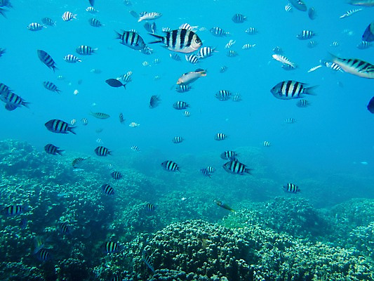 포토 JPG 동물 바다 다수 여러마리 자연 어류 사람없음 야외 바닷속 수중 수중동물 산호 열대어 수중사진 국내포토 자포동물 생태계 파일형식