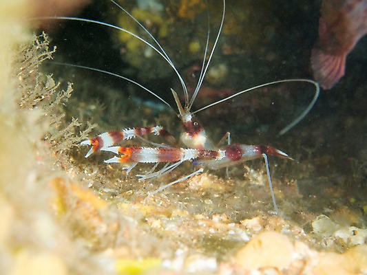 포토 JPG 동물 한마리 바다 절지류 자연 새우 수염 집게 갑각류 근접촬영 사람없음 야외 바닷속 수중 수중동물 수중사진 국내포토 1 뷰포인트 생태계 파일형식