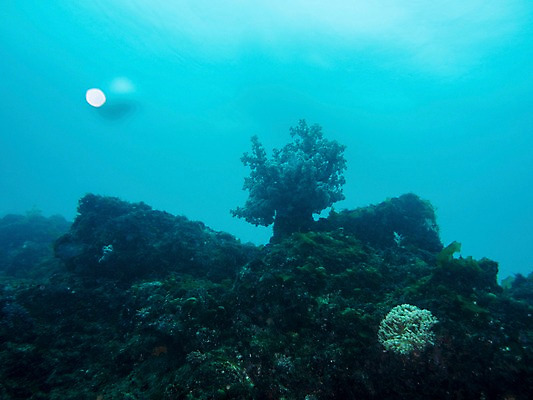 포토 JPG 바다 자연 사람없음 야외 바닷속 수중 수중동물 돌_바위 바위 산호 산호초 수중사진 국내포토 동물 수중식물 자포동물 생태계 파일형식