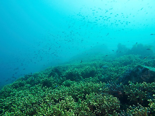 포토 JPG 동물 바다 다수 여러마리 자연 어류 사람없음 야외 바닷속 수중 수중동물 산호 수중사진 국내포토 자포동물 생태계 파일형식