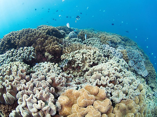 포토 JPG 동물 바다 다수 여러마리 자연 어류 사람없음 야외 바닷속 수중 수중동물 산호 산호초 수중사진 국내포토 수중식물 자포동물 생태계 파일형식