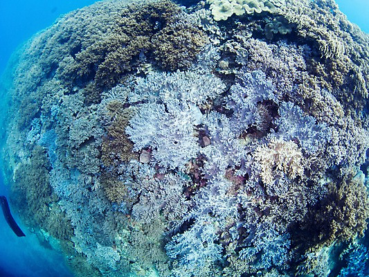 포토 JPG 바다 자연 근접촬영 사람없음 야외 바닷속 수중 바다동물 수중동물 산호 수중사진 국내포토 동물 뷰포인트 자포동물 생태계 파일형식