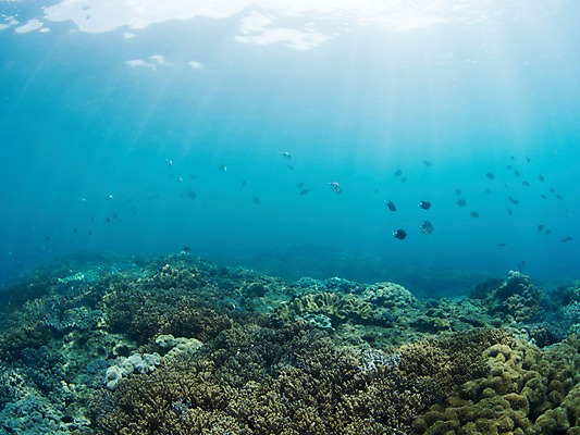 포토 JPG 동물 바다 다수 여러마리 자연 어류 사람없음 야외 빛 바닷속 수중 수중동물 산호 수중사진 국내포토 자포동물 생태계 파일형식
