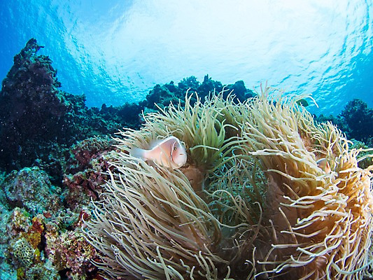 포토 JPG 동물 한마리 바다 자연 어류 사람없음 야외 바닷속 수중 수중동물 돌_바위 바위 수중사진 국내포토 1 생태계 파일형식